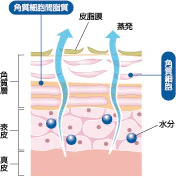 皮膚の構造図