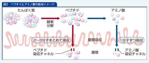 ペプチドとアミノ酸の吸収イメージ