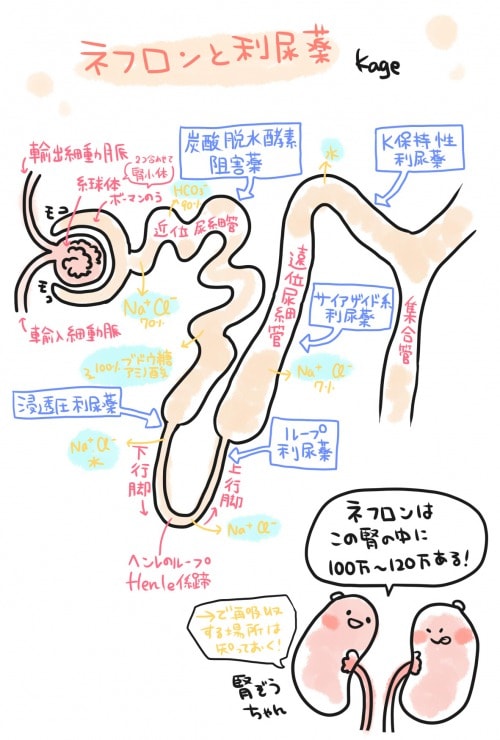 ネフロンと利尿薬