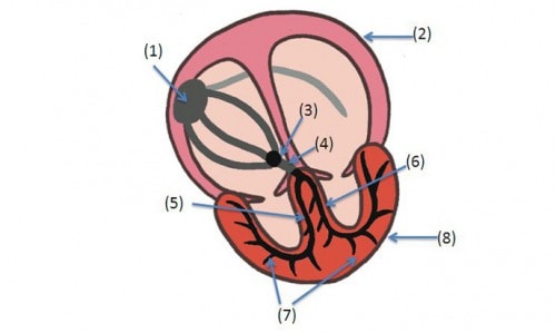 【問題】刺激伝導系の図中(1)から(8)の示す部位で、心房はどこか?