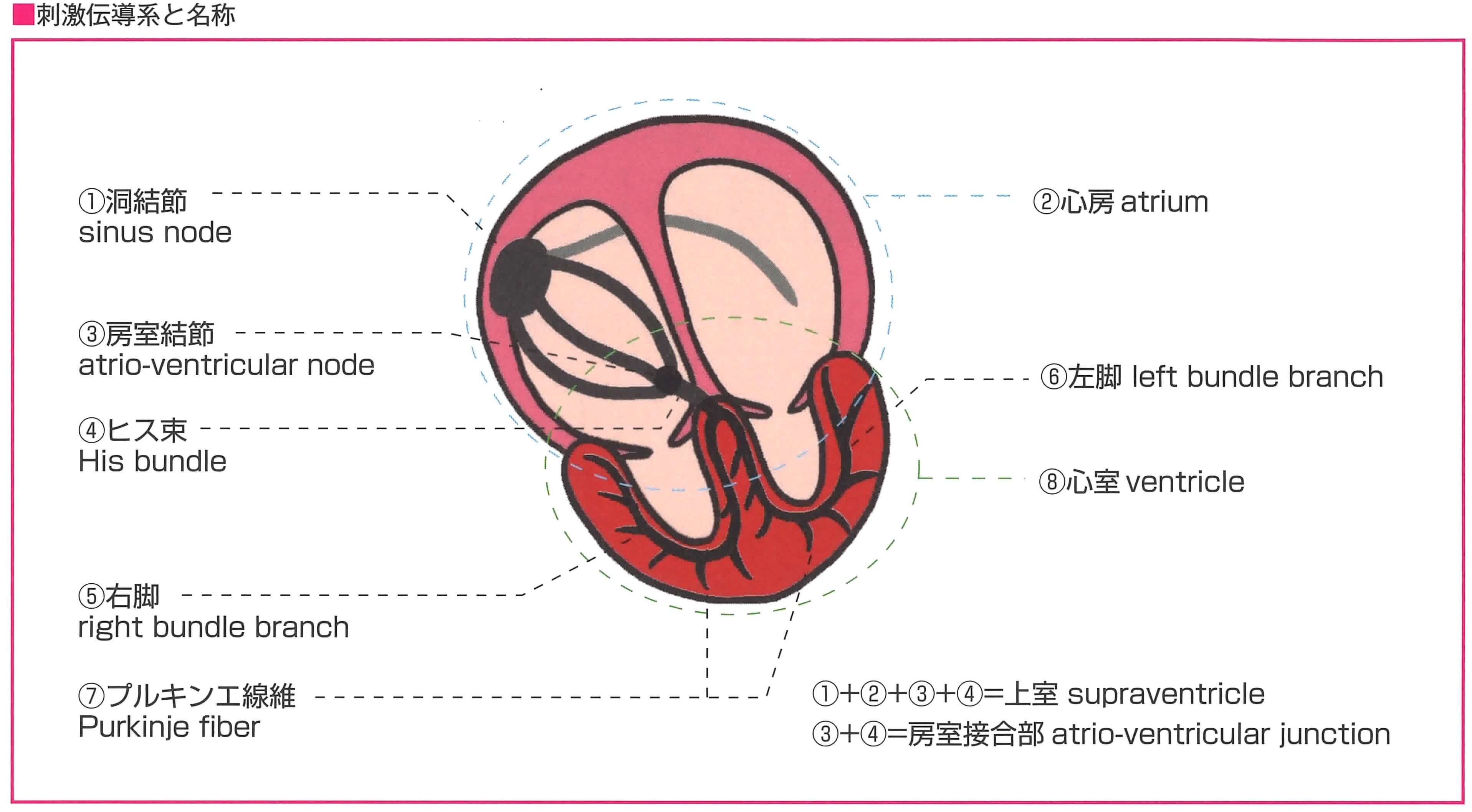 刺激伝導系の模式図