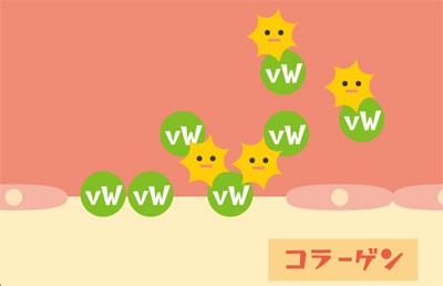 血管内皮の損傷部分を拡大した図