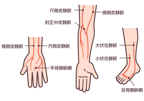 主な穿刺部位と血管