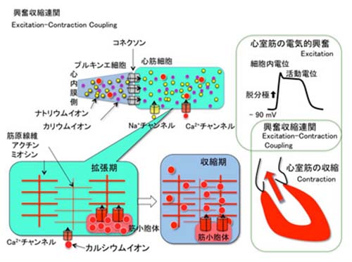 興奮収縮連関