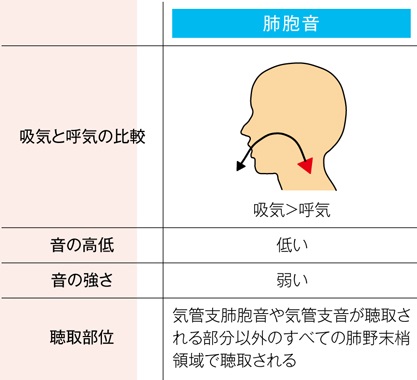 正常な肺胞音の特徴