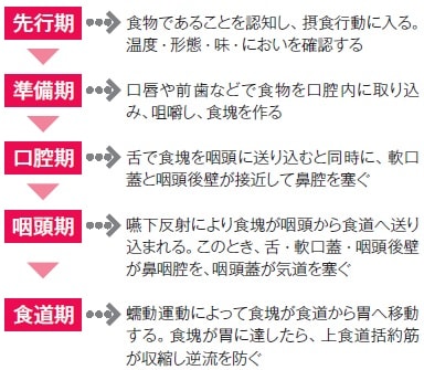 摂食・嚥下の過程