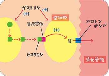 胃酸分泌抑制説明図