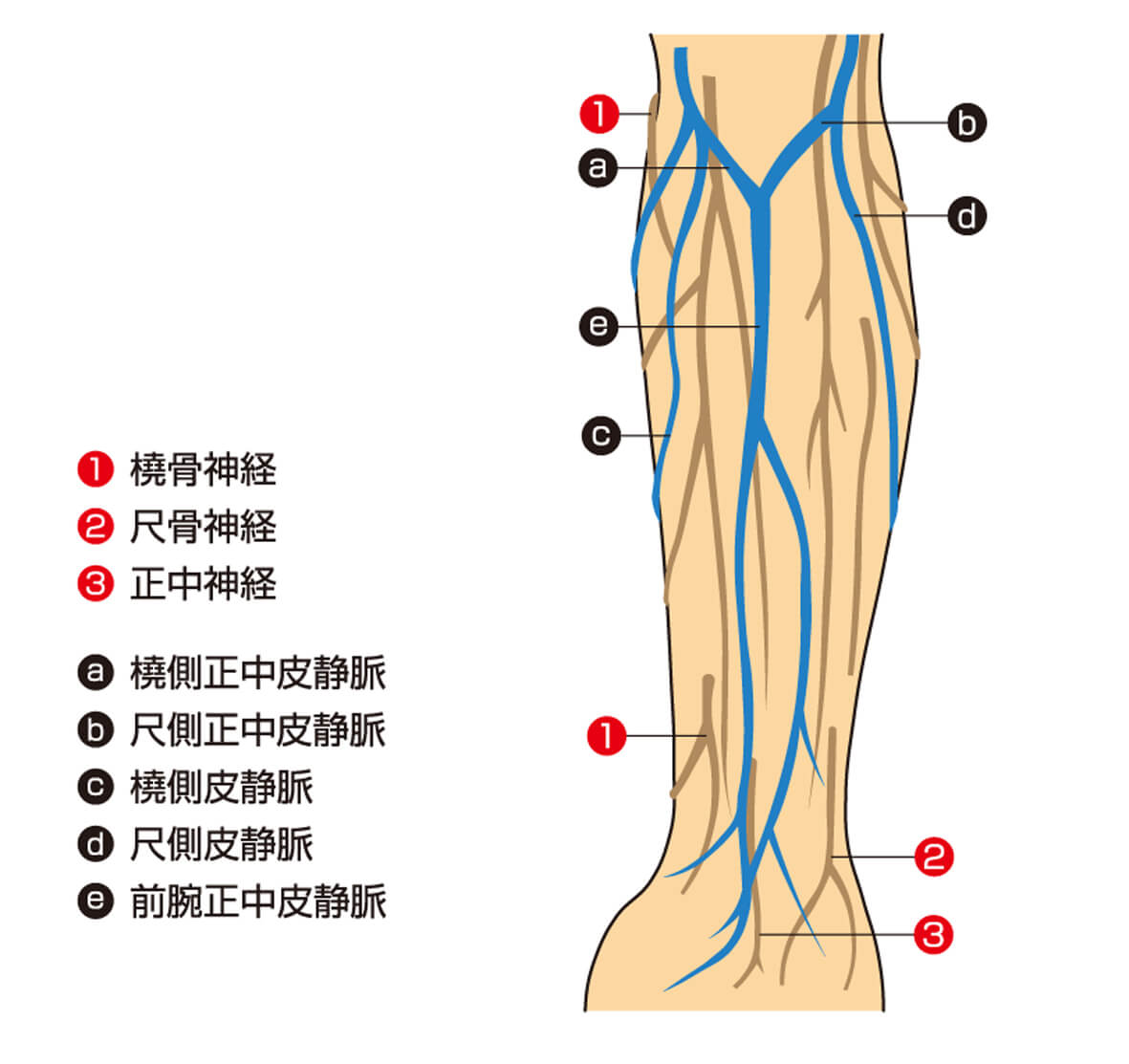 穿刺に適した血管説明図