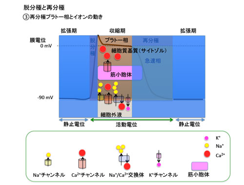 脱分極と再分極3