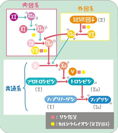 血液凝固カスケード説明図