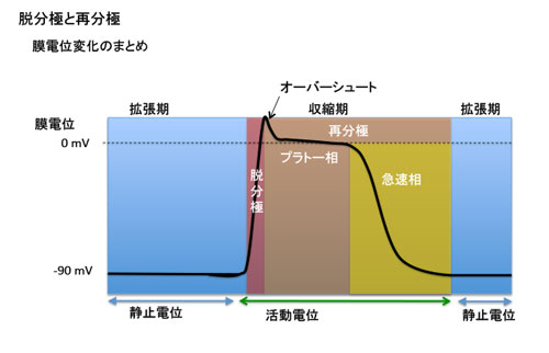 膜電位変化のまとめ