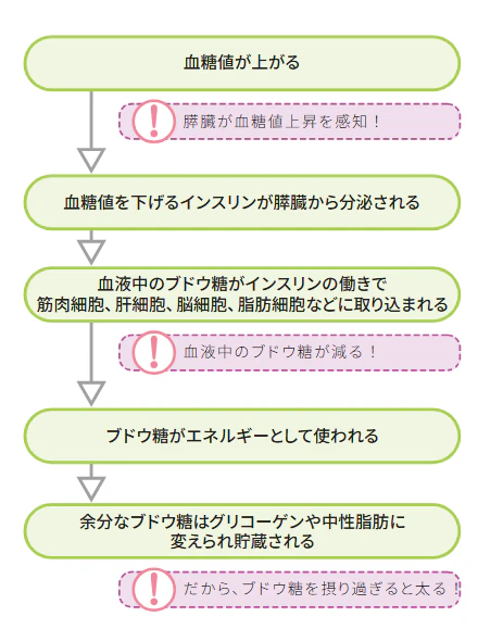 正常な血糖調整の流れ