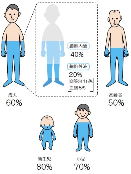 年齢別人体の水分量と体液の構成比