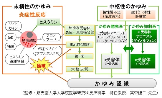 かゆみのメカニズム説明図