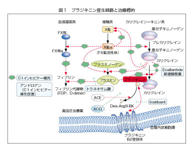 ブラジキニン産生経路と治療標的の図