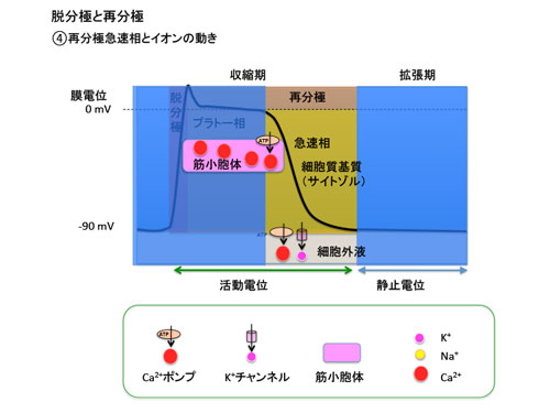 脱分極と再分極4
