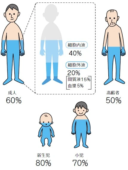 年齢別人体の水分量と体液の構成比