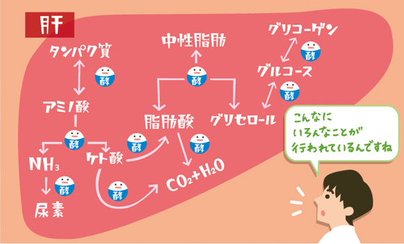 肝臓説明イラスト