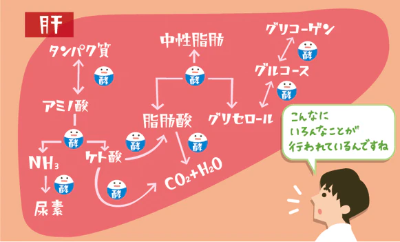 肝臓説明イラスト
