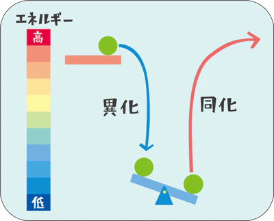 同化のために必要なエネルギーは、他のどこかで起こる異化によってまかなわれることの説明図