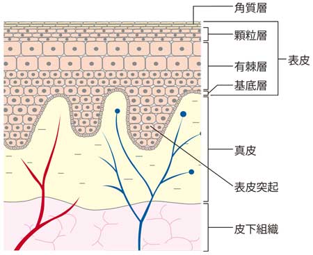 皮膚の断面図