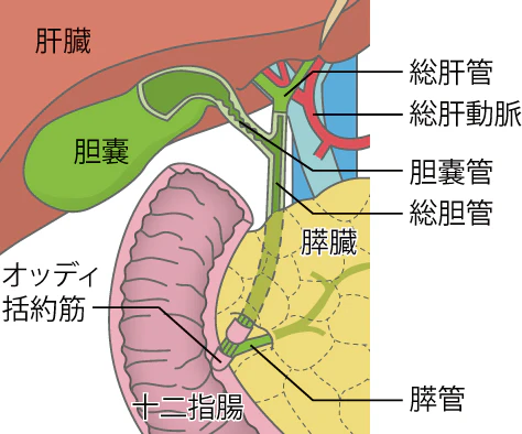 胆嚢の構造
