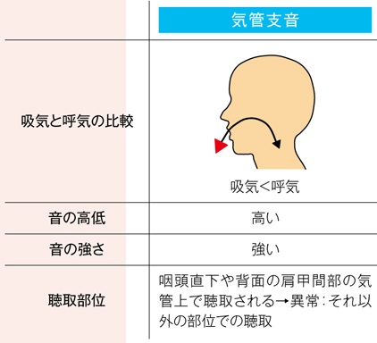 正常な気管支音の特徴
