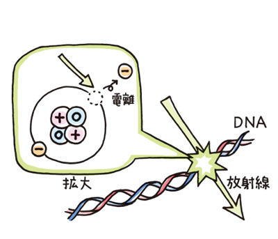 放射線説明図