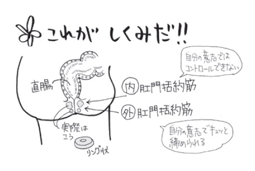 直腸と肛門括約筋の図