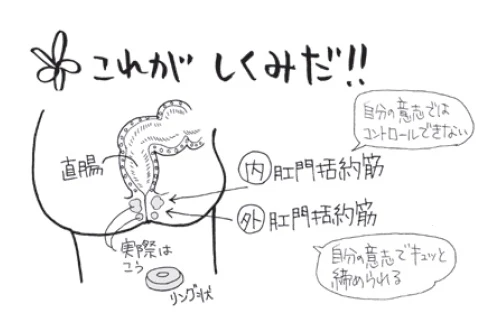 直腸と肛門括約筋の図
