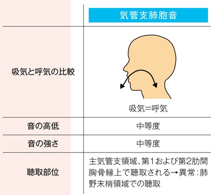 正常な気管支肺胞音の特徴