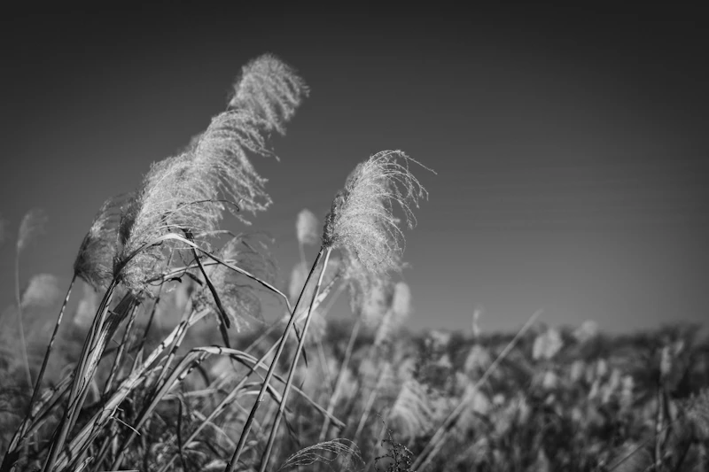 ブログ2記事目です。タイトルです。