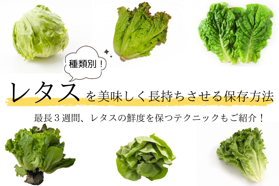 種類別!レタスを美味しく長持ちさせる保存方法/最長3週間、レタスの鮮度を保つテクニックもご紹介!
