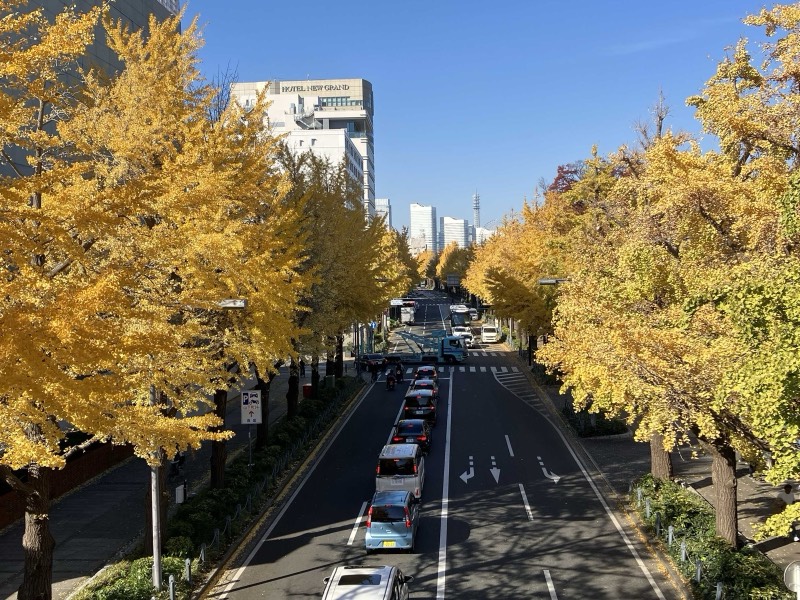 山下公園通りに続く黄葉したイチョウ並木と青空