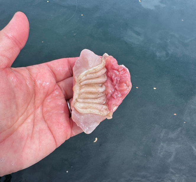 釣りドコ ブログ ごっとりくんの釣り日記　釣り場を予約できる？漁港で安心して釣りが楽しめる「海釣りGO」を利用してみた件　～釣行編～　ボラのへそ　幽門を開いた写真