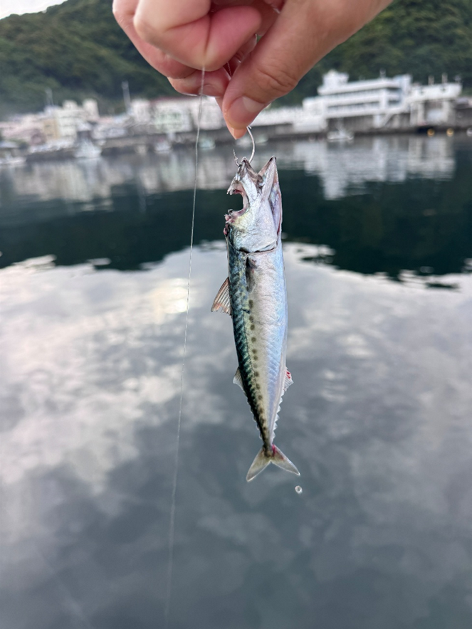 釣りドコ ブログ ごっとりくんの釣り日記　釣り場を予約できる？漁港で安心して釣りが楽しめる「海釣りGO」を利用してみた件　～釣行編～　田子漁港　アオリイカにかじられたサバ　写真