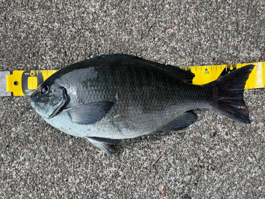 釣りドコ ブログ ごっとりくんの釣り日記　釣り場を予約できる？漁港で安心して釣りが楽しめる「海釣りGO」を利用してみた件　～釣行編～　田子漁港　ごっとりくんが釣り上げた　45㎝　1.7㎏　メジナ　写真