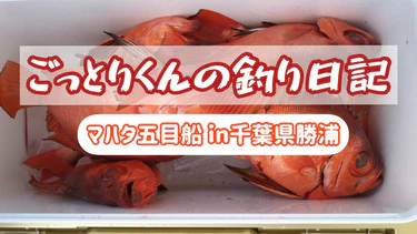 【千葉勝浦】マハタ五目船で根魚を狙ってみたin信照丸