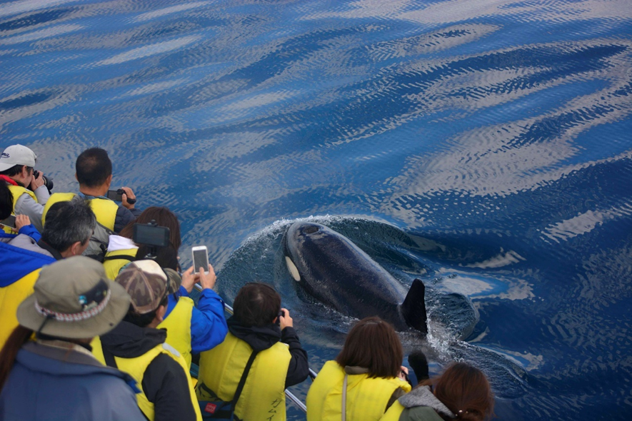 釣りドコ　ブログ　～海の安全対策を学びたい Vol.2～　海難救助サービスよびもり　　知床半島　ウトロ　ゴジラ岩観光船とシャチ　写真