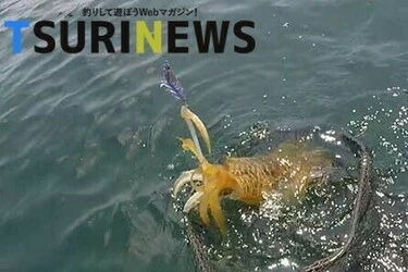 TSURINEWSへの記事掲載のお知らせ