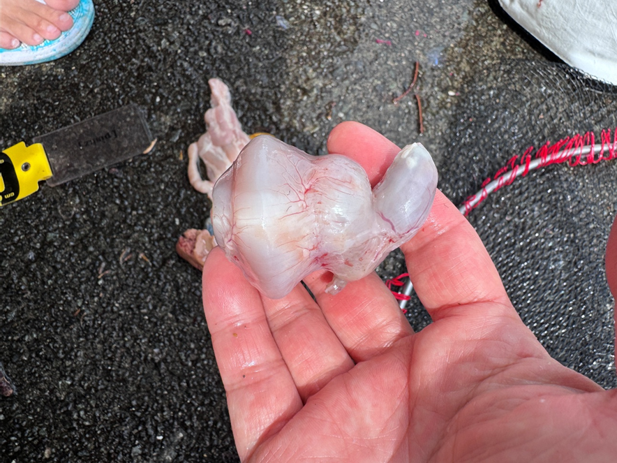 釣りドコ ブログ ごっとりくんの釣り日記　釣り場を予約できる？漁港で安心して釣りが楽しめる「海釣りGO」を利用してみた件　～釣行編～　ボラのへそ　幽門　　写真