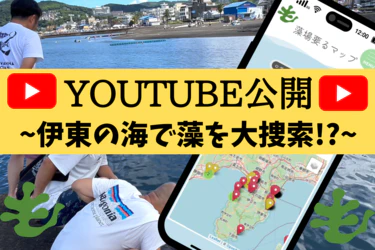 「伊東の海で藻場要るを使ってみた！」YouTube動画公開