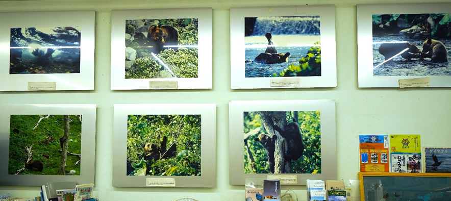 釣りドコ　ブログ　～海の安全対策を学びたい Vol.2～　海難救助サービスよびもり　　知床半島　ウトロ　ゴジラ岩観光の店内に飾ってある　写真