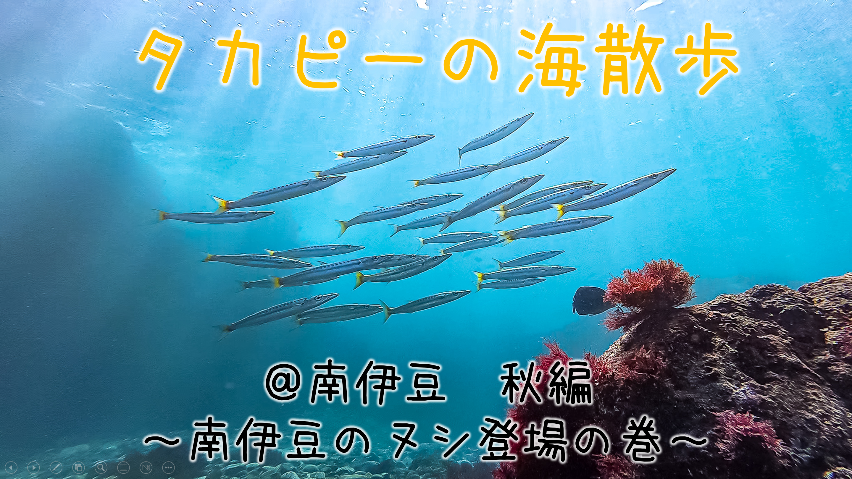 タカピーの海散歩（南伊豆・秋編）　～南伊豆のヌシ登場の巻～
