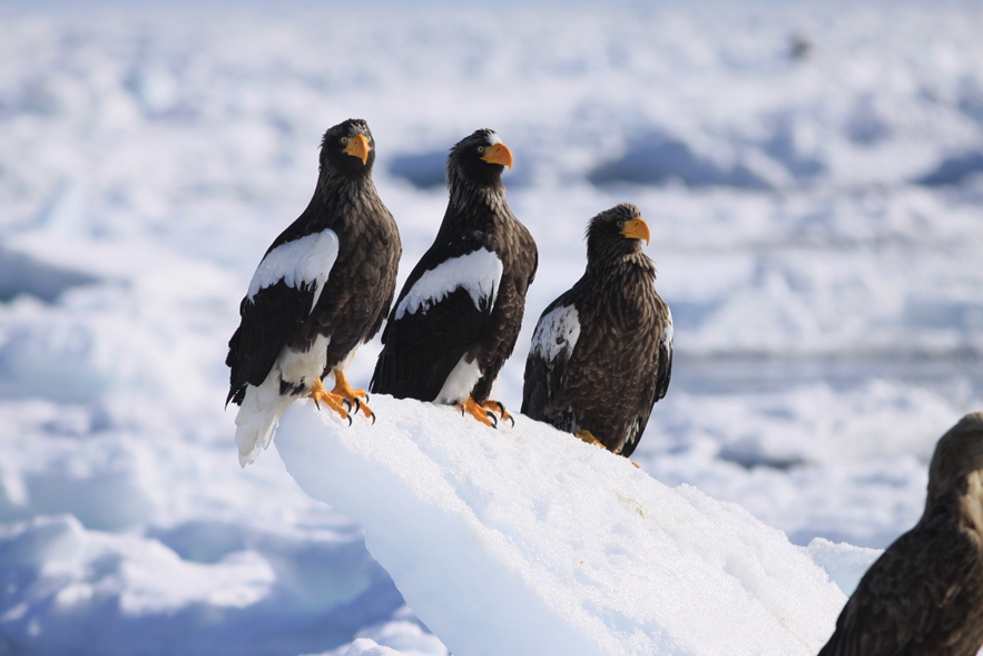 釣りドコ　ブログ　～海の安全対策を学びたい Vol.2～　海難救助サービスよびもり　　知床半島　ウトロ　ゴジラ岩観光　流氷上のオオワシ　オジロワシ　写真