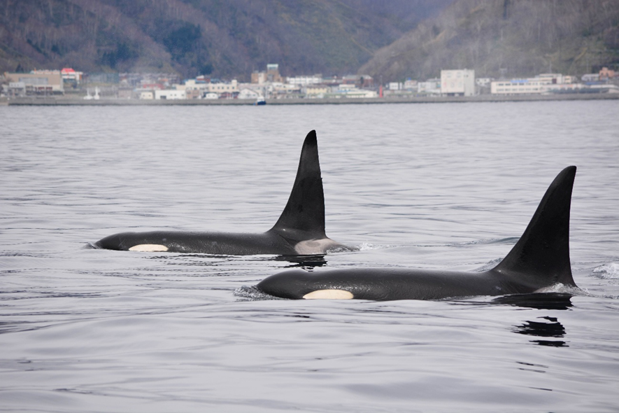釣りドコ　ブログ　～海の安全対策を学びたい Vol.2～　海難救助サービスよびもり　　知床半島　ウトロ　ゴジラ岩観光　羅臼港　野生のシャチ　オス　2頭　写真