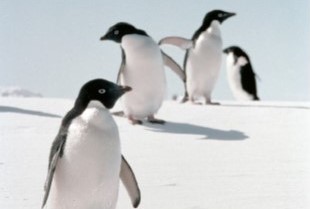 【オンライン講演会】南極・北極から見た地球温暖化