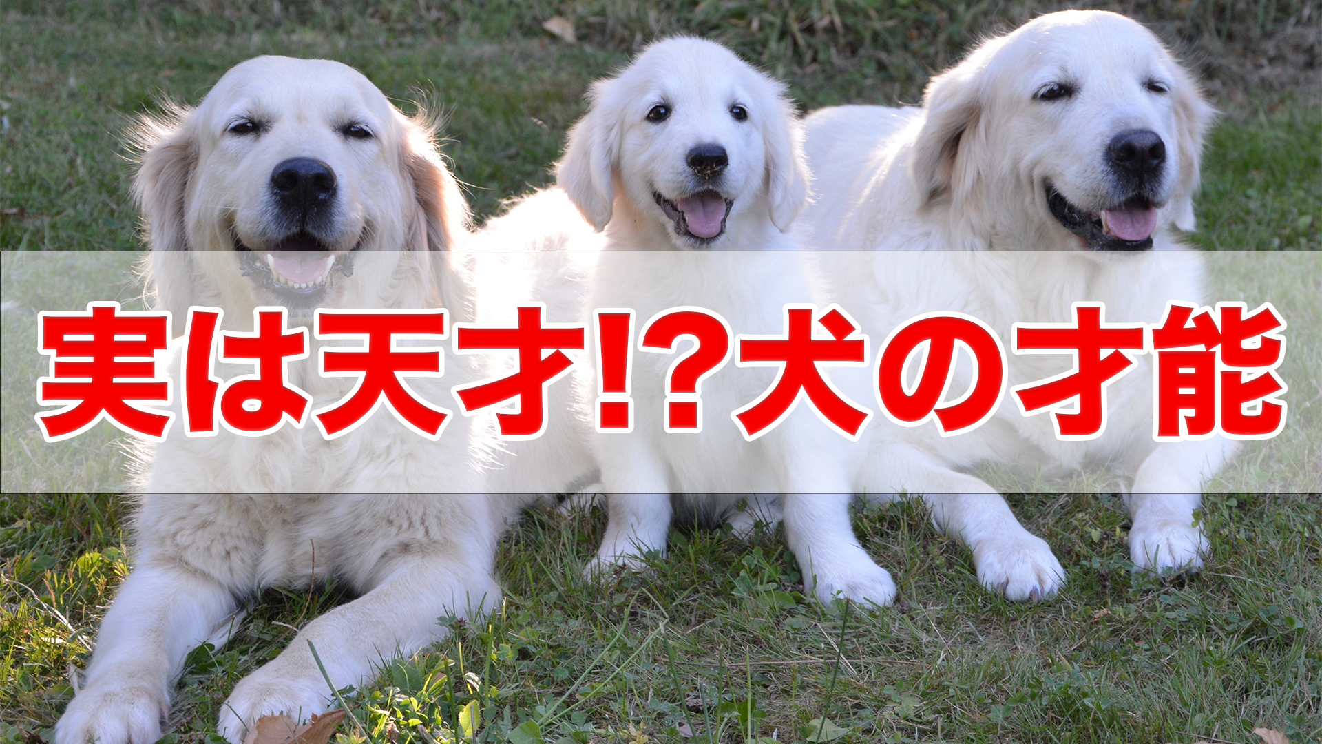 実は天才!?犬の才能