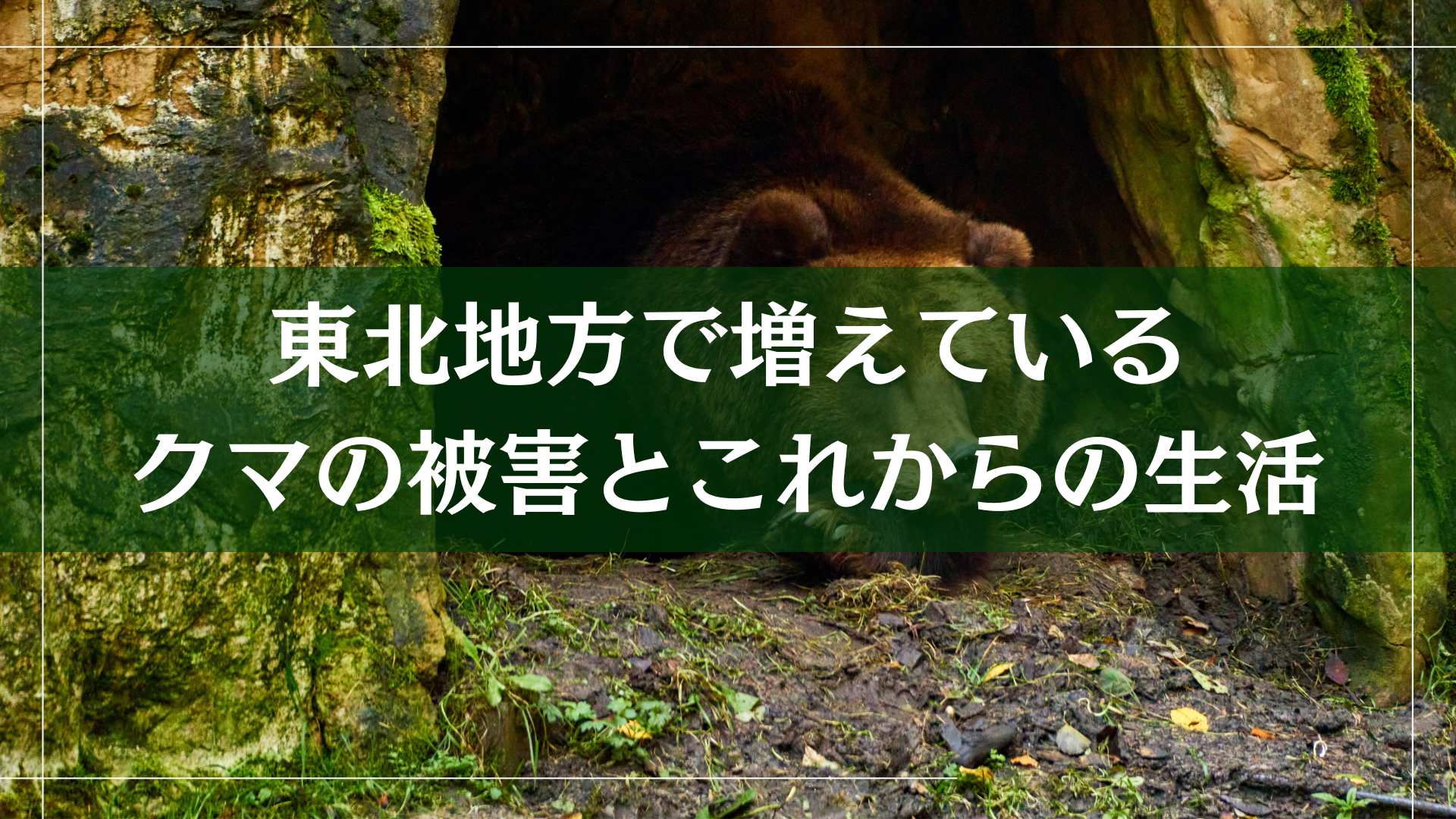 東北地方で増えているクマの被害とこれからの生活