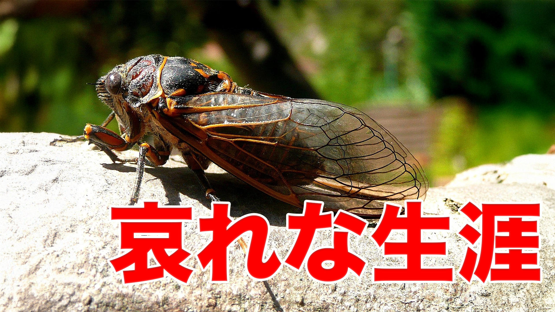 【実は長生き！？】セミの哀しすぎる生涯！ 